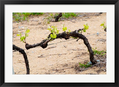 Framed Vineyard of Pierre Gaillard in Malleval Print