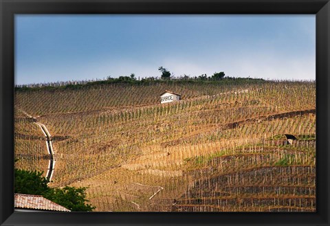 Framed Terraced Vineyards in the Cote Rotie District Print