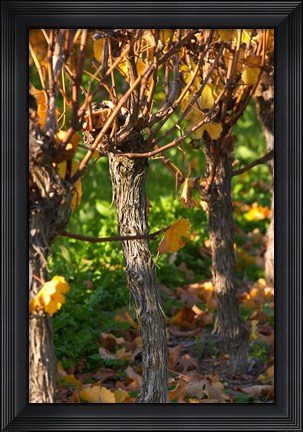 Framed Golden Vineyard in Late Afternoon Print