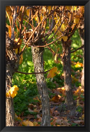 Framed Golden Vineyard in Late Afternoon Print