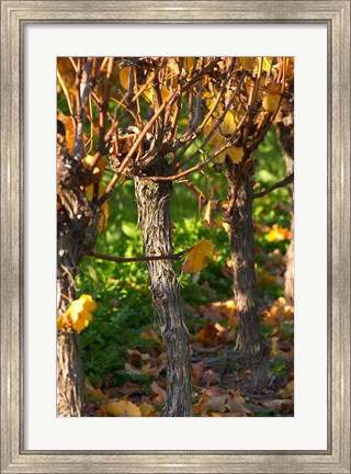 Framed Golden Vineyard in Late Afternoon Print