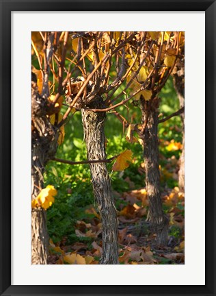 Framed Golden Vineyard in Late Afternoon Print