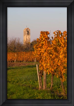 Framed Autumn Colors in the Vineyard Print