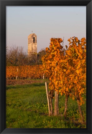 Framed Autumn Colors in the Vineyard Print