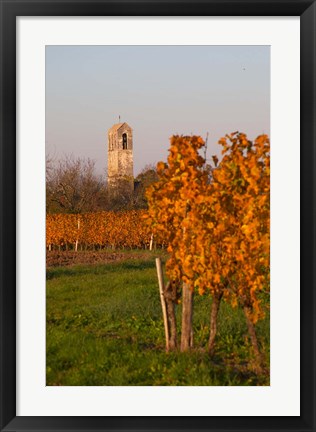 Framed Autumn Colors in the Vineyard Print