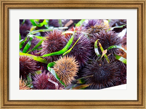 Framed Street Market Stall with Sea Urchins Oursin, France Print