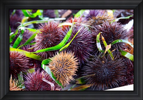 Framed Street Market Stall with Sea Urchins Oursin, France Print
