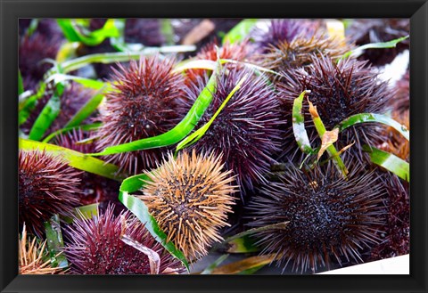 Framed Street Market Stall with Sea Urchins Oursin, France Print