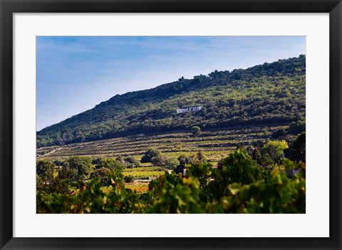 Framed Vacqueyras Vineyards, France Print