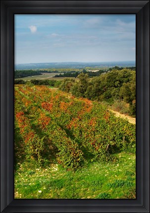 Framed Chateau Romanin Vineyard, St Remy de Provence France Print