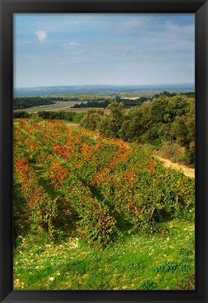 Framed Chateau Romanin Vineyard, St Remy de Provence France Print