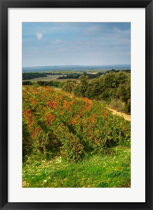 Framed Chateau Romanin Vineyard, St Remy de Provence France Print