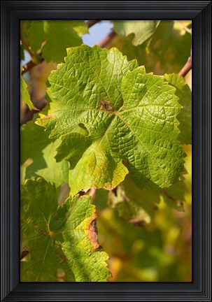 Framed Chateau Mire l&#39;Etang, Languedoc, France Print