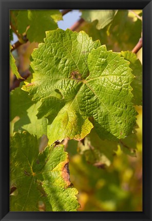 Framed Chateau Mire l&#39;Etang, Languedoc, France Print