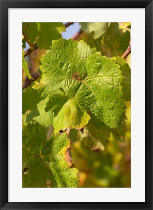 Framed Chateau Mire l&#39;Etang, Languedoc, France Print