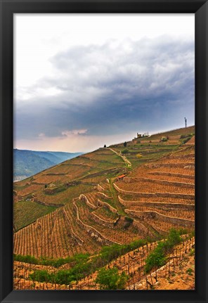 Framed Les Bessards Vineyard, Tain-la&#39;Hermitage, France Print