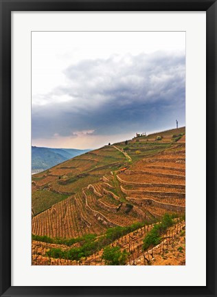 Framed Les Bessards Vineyard, Tain-la&#39;Hermitage, France Print