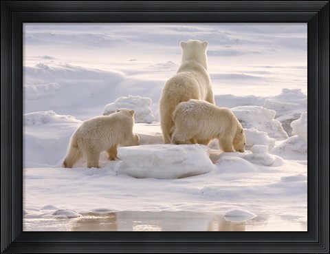 Framed Polar Bear in Churchill Print
