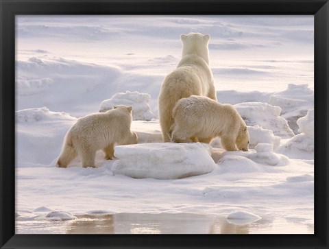 Framed Polar Bear in Churchill Print