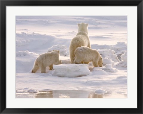 Framed Polar Bear in Churchill Print