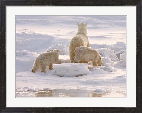 Framed Polar Bear in Churchill Print