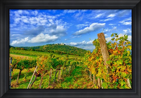 Framed Vienna vineyards, Austria Print