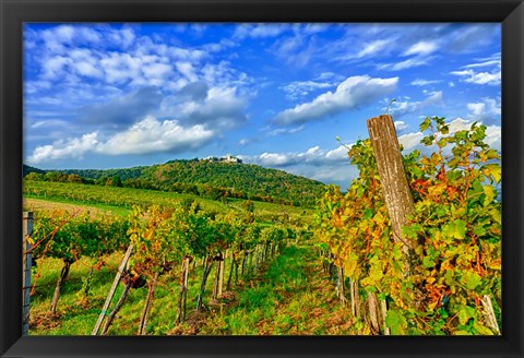 Framed Vienna vineyards, Austria Print