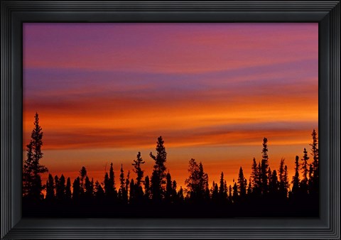 Framed Sunrise Over a Boreal Forest Print