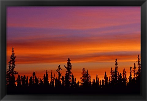 Framed Sunrise Over a Boreal Forest Print