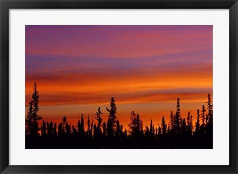 Framed Sunrise Over a Boreal Forest Print