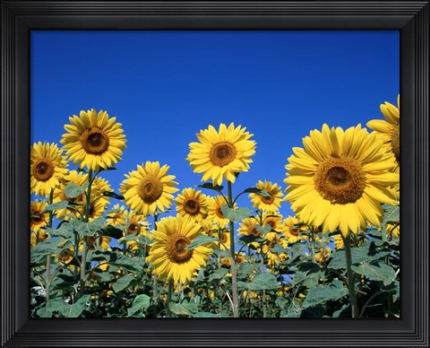 Framed Sunflowers, France Print