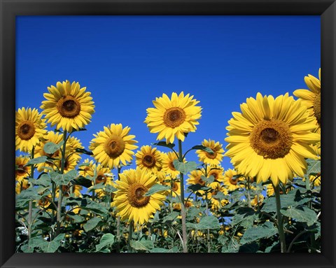 Framed Sunflowers, France Print