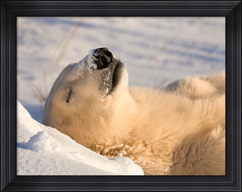 Framed Sleeping Polar Bear Print