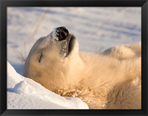 Framed Sleeping Polar Bear Print