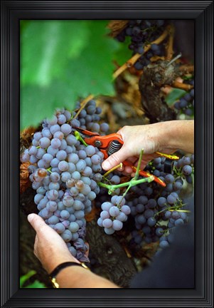 Framed Vineyard Worker Harvesting Grenache Noir Grapes Print