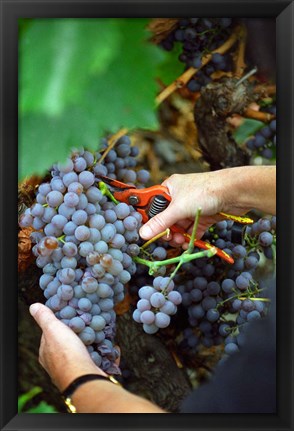 Framed Vineyard Worker Harvesting Grenache Noir Grapes Print