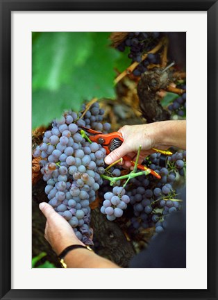 Framed Vineyard Worker Harvesting Grenache Noir Grapes Print