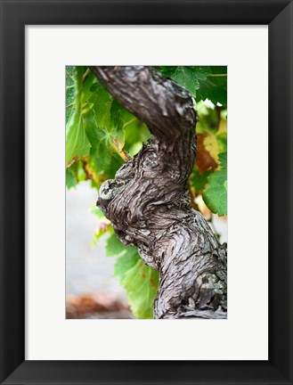 Framed Branch of Old Vine with Gnarled Bark Print