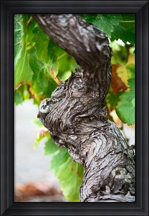 Framed Branch of Old Vine with Gnarled Bark Print