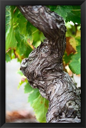 Framed Branch of Old Vine with Gnarled Bark Print