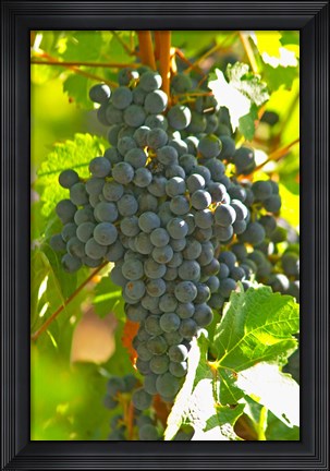 Framed Cabernet Sauvignon Vineyard, Bordeaux, France Print
