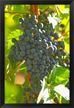 Framed Cabernet Sauvignon Vineyard, Bordeaux, France Print