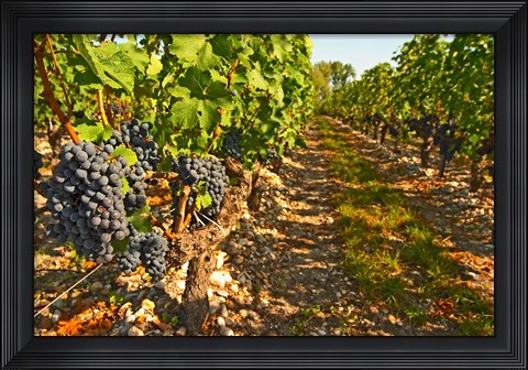 Framed Cabernet Sauvignon Vines, Chateau Belgrave Print