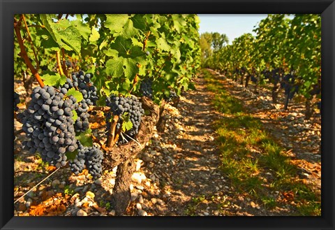 Framed Cabernet Sauvignon Vines, Chateau Belgrave Print