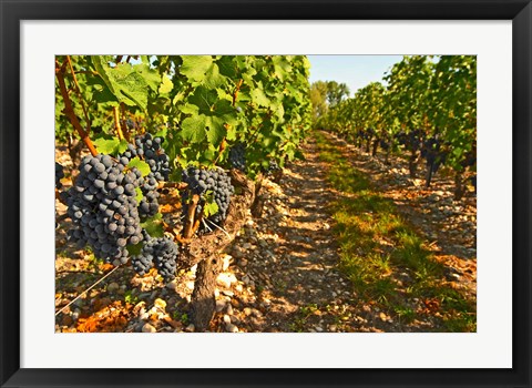 Framed Cabernet Sauvignon Vines, Chateau Belgrave Print