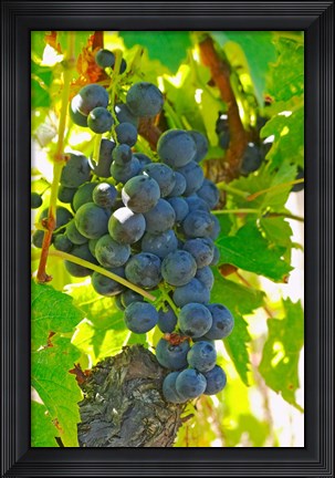 Framed Muscat Noir!, Chateau La Grave Figeac, France Print