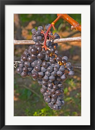 Framed Chateau Grand Mayne France Vineyard Print