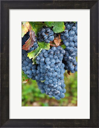Framed Chateau Carignan, Merlot Grape Vineyard Print