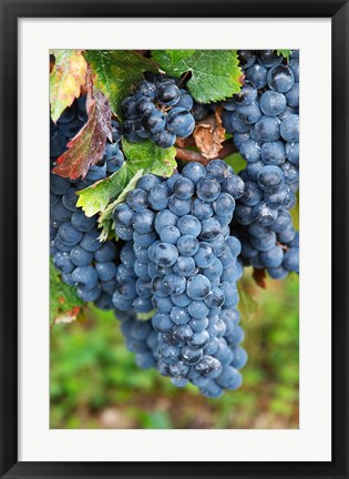 Framed Chateau Carignan, Merlot Grape Vineyard Print