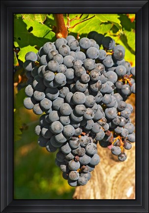 Framed Petit Verdot Vineyard, Chateau Pey la Tour, France Print